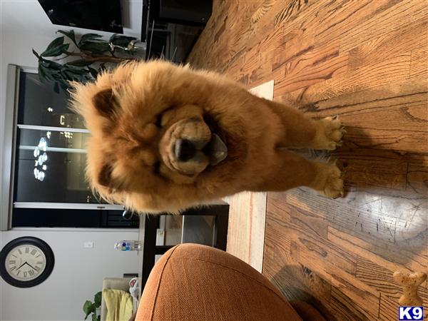simbathegreatchow Picture 1